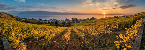 Sélection d'automne