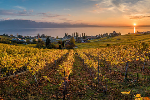 Sélection d'automne