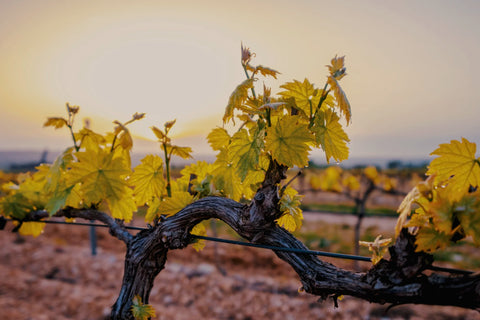 Sélection du printemps