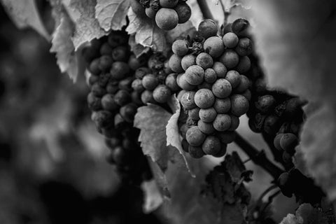 Qu’est-ce qu’un vin bio ?