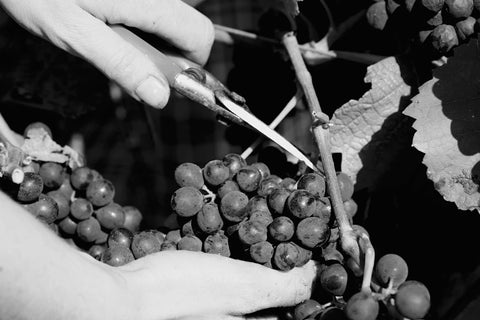 Qu’est-ce que la biodynamie ?