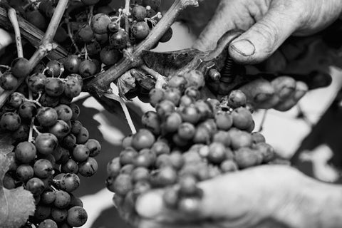 Qu’est-ce qu’un vin vegan ?