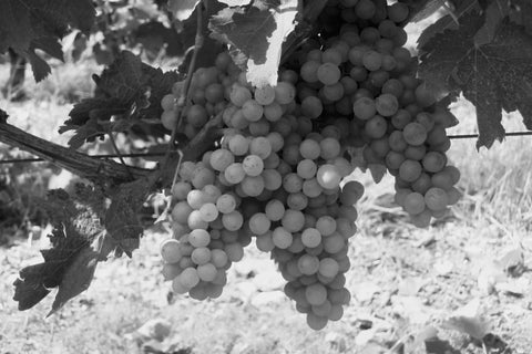 Qu’est-ce qu’un vin vegan ?